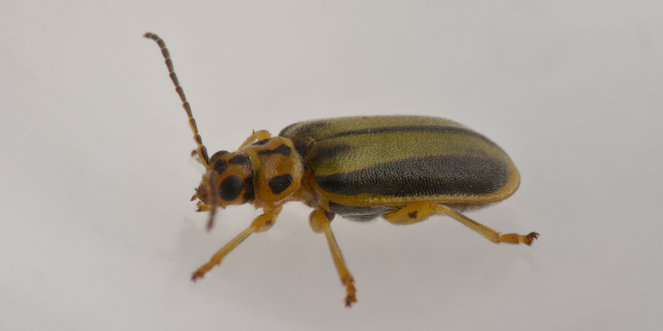 Chrysomelidae: Galerucella (Xanthogaleruca) luteola, ex Xanthogaleruca luteola
